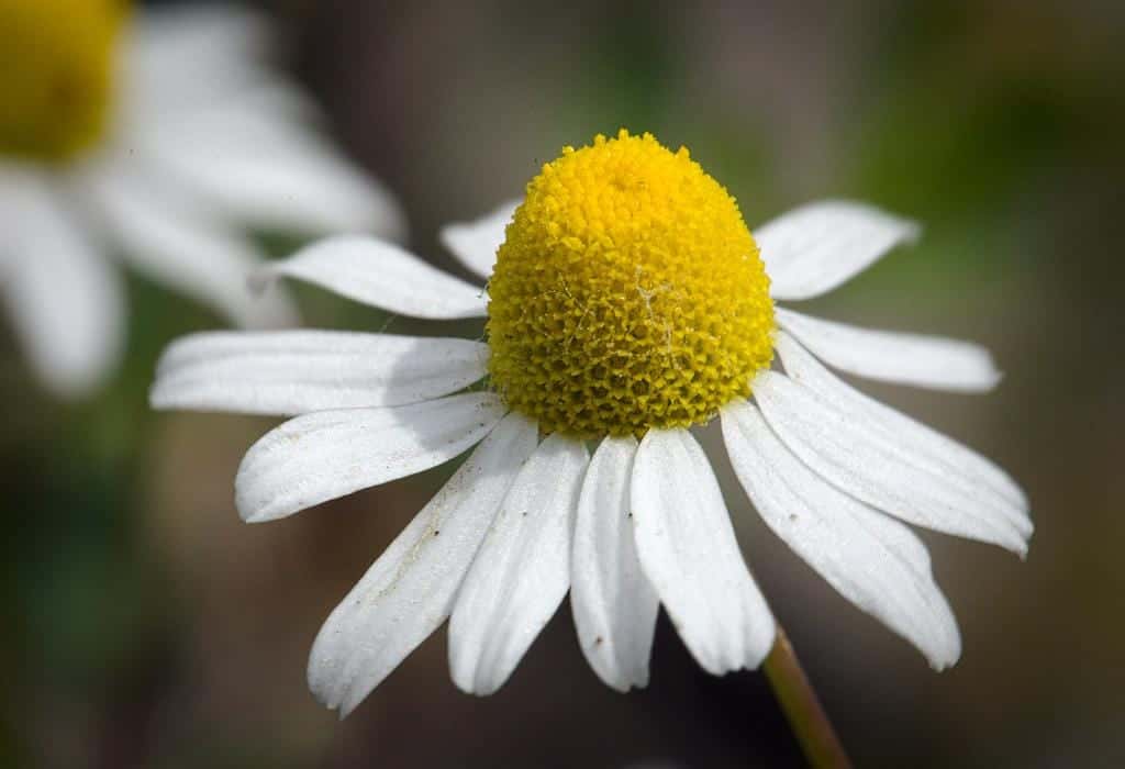 Chamomile Seeds