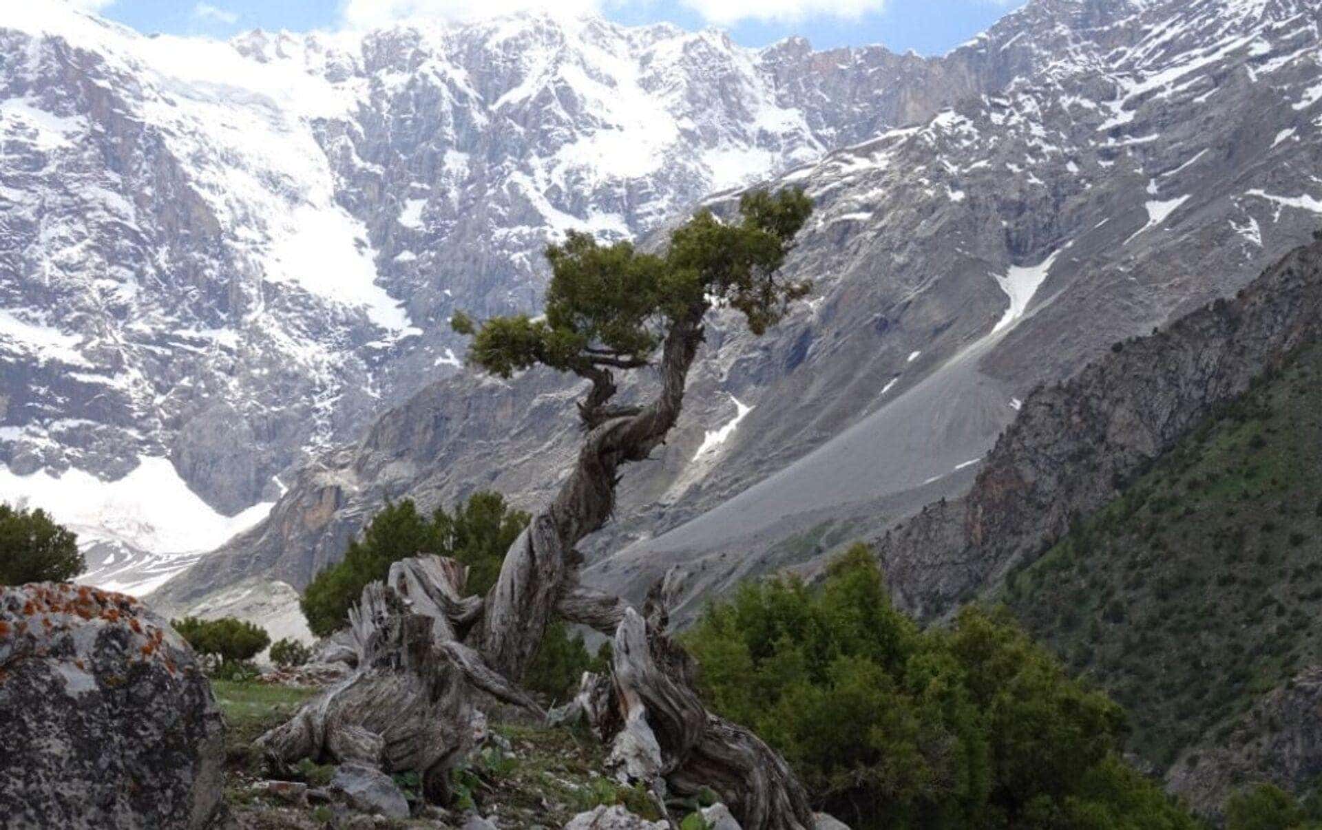 Juniperus indica tree, Himalayan juniper tree, black juniper Seeds