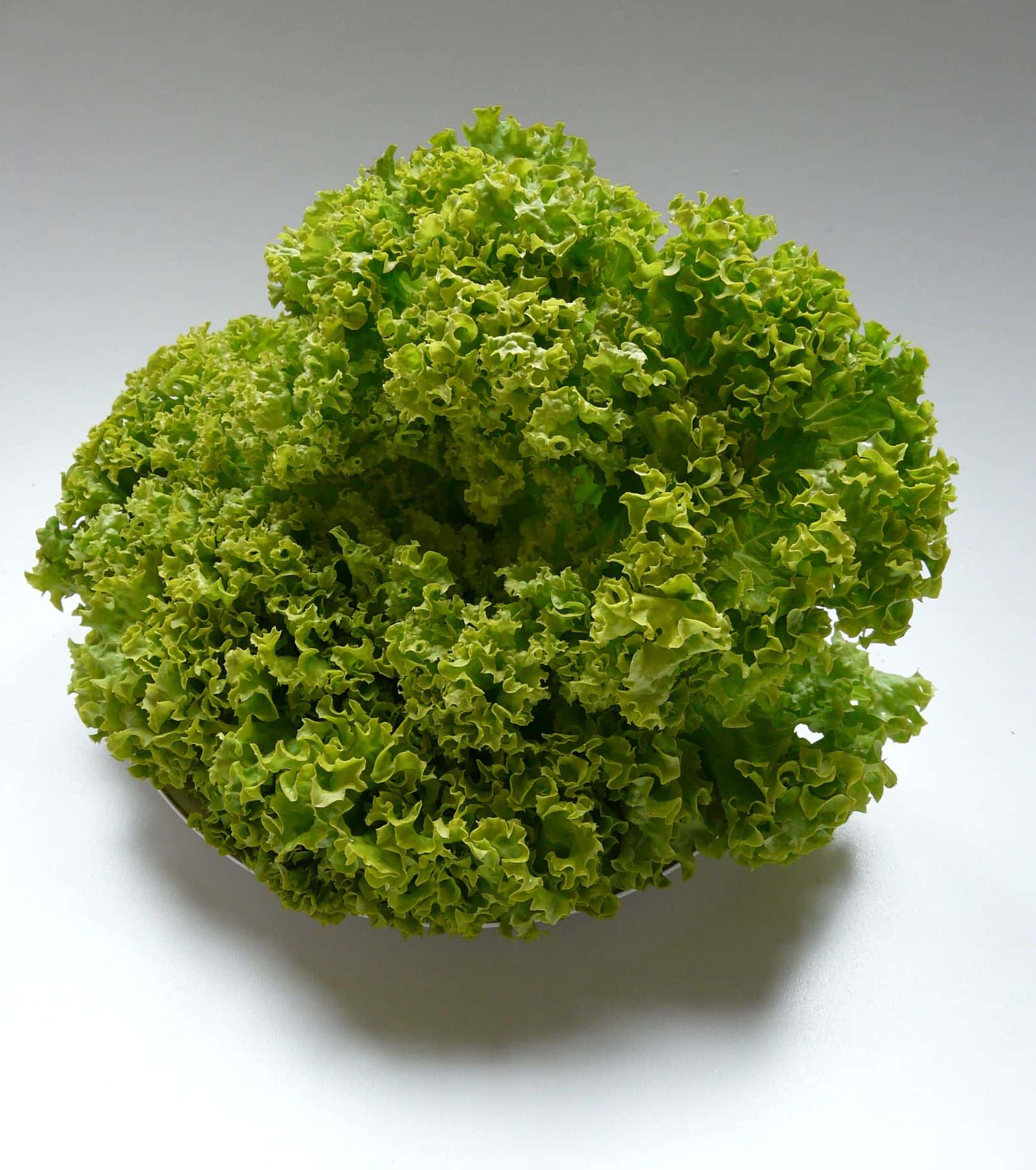 Lollo Bionda Lettuce Seeds