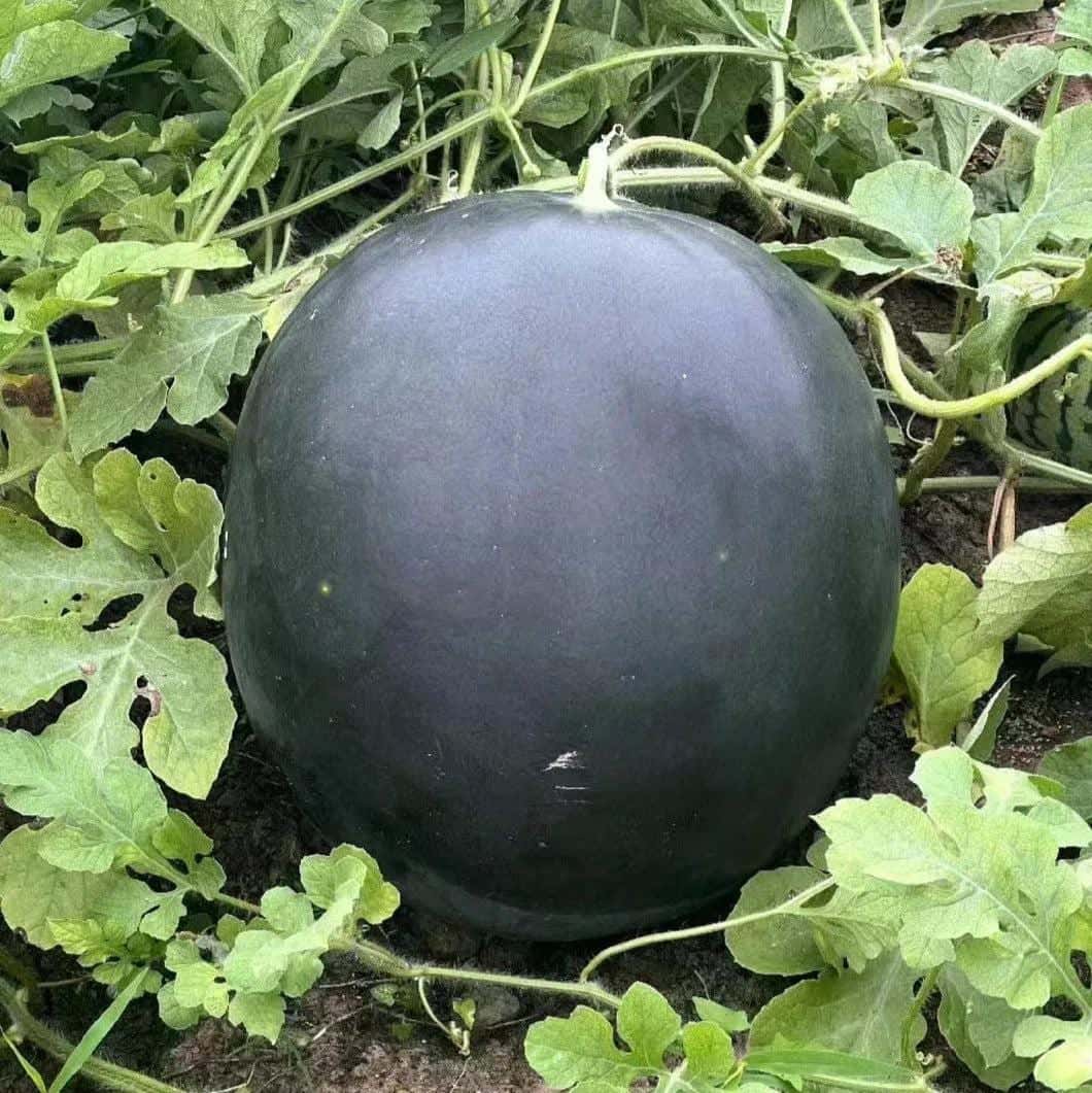 Watermelon Round Black Seeds