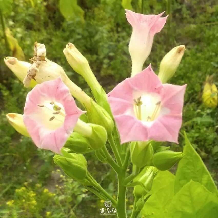 Tobacco turkish Seeds