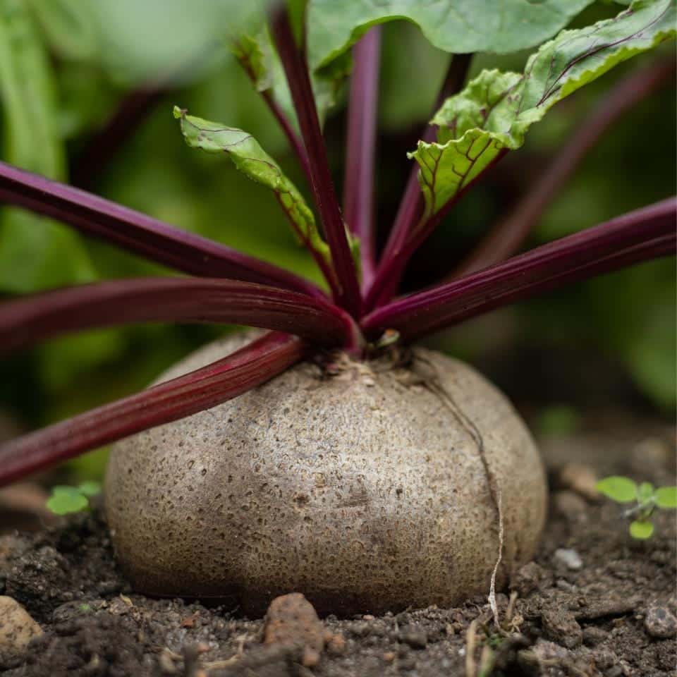 Rosy Red Beetroot Seeds