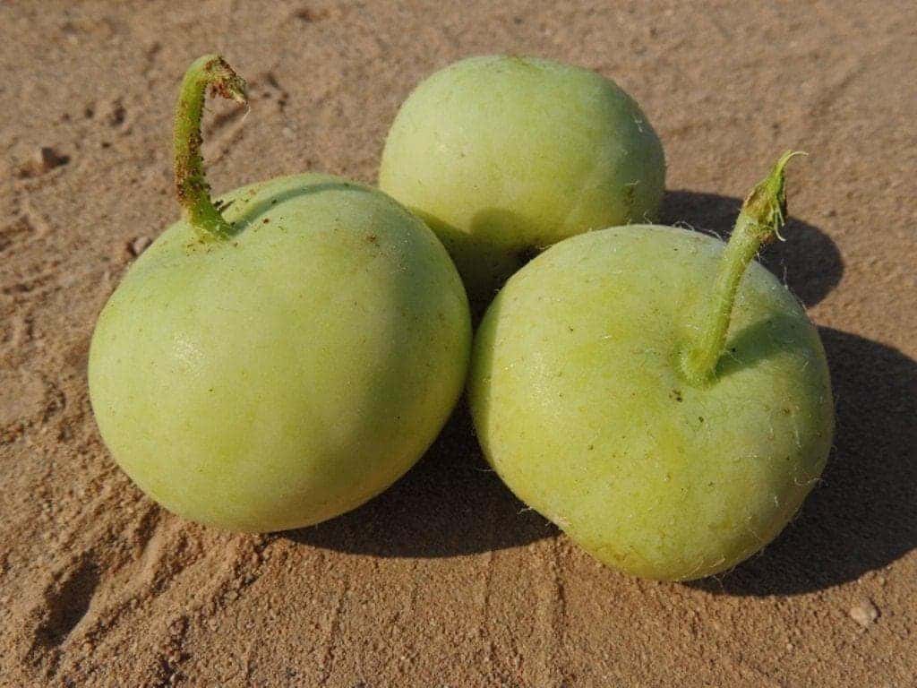 Tinda, Green baby pumpkin, Apple gourd Seeds