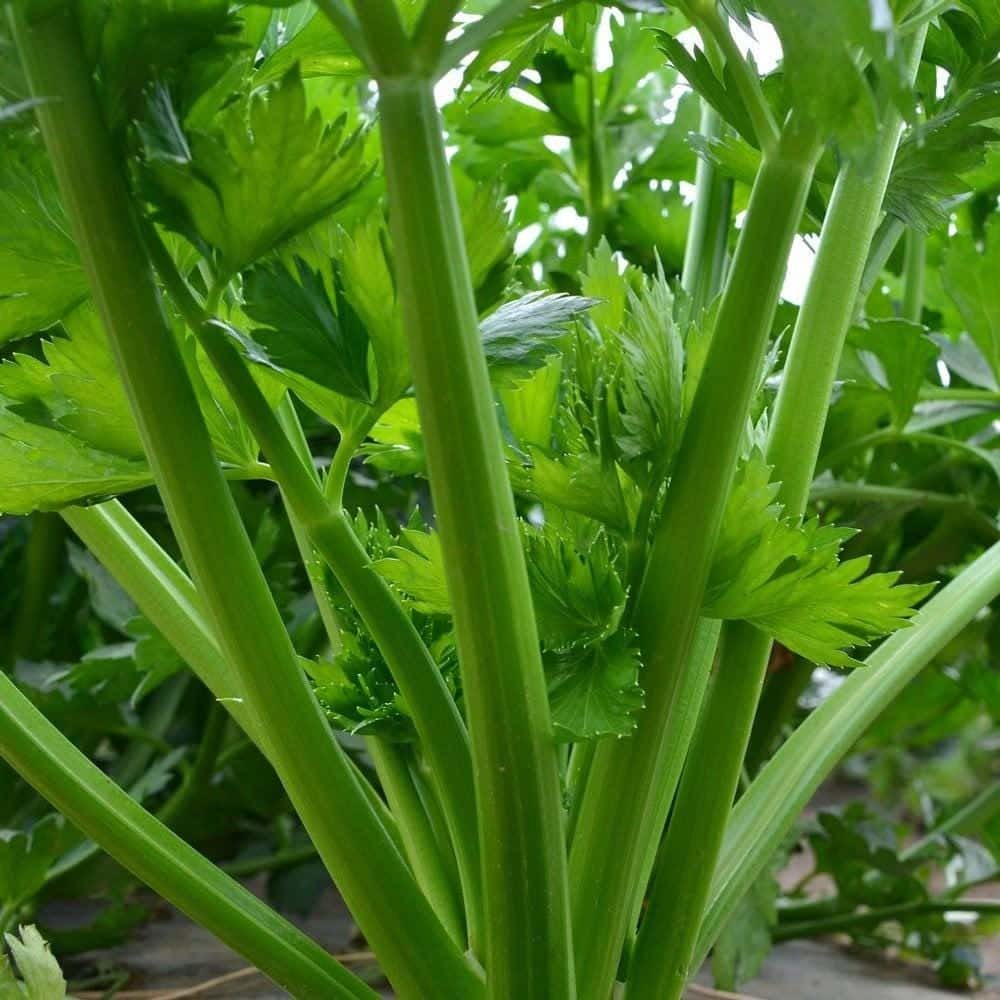 Tall Utah Celery Seeds