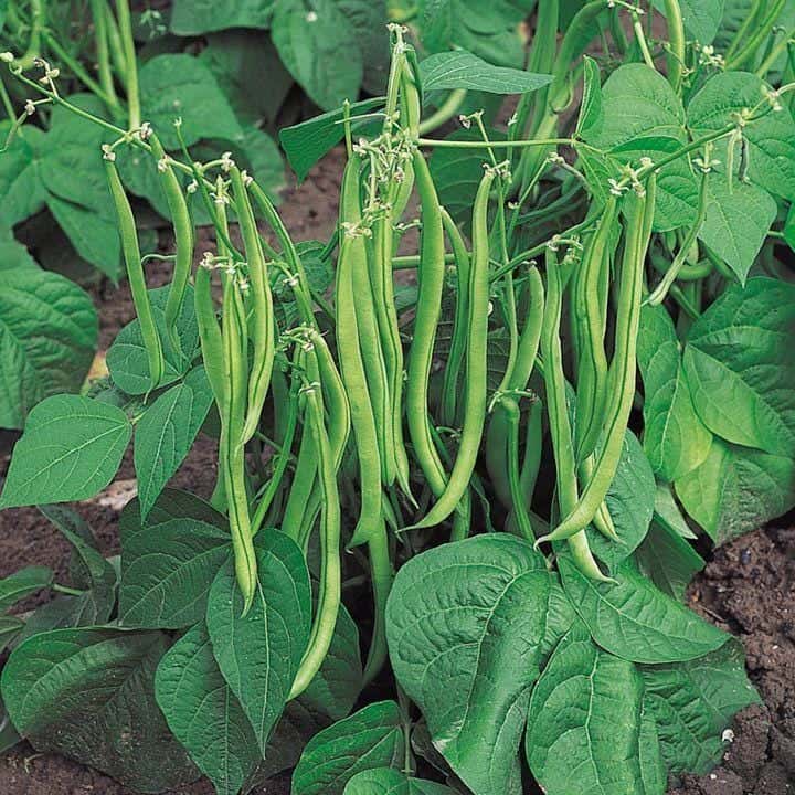 Roshni beans Seeds