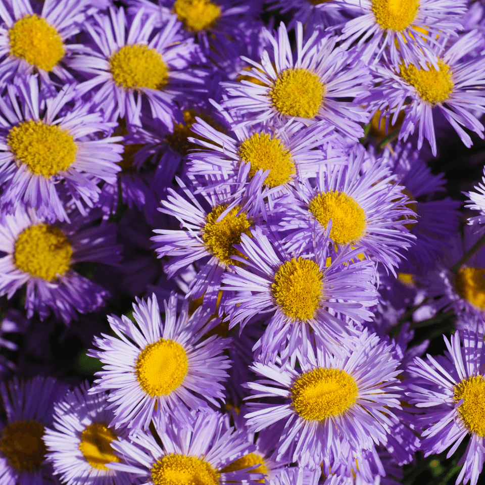 Violet daisy chamomile, alpine aster Seeds