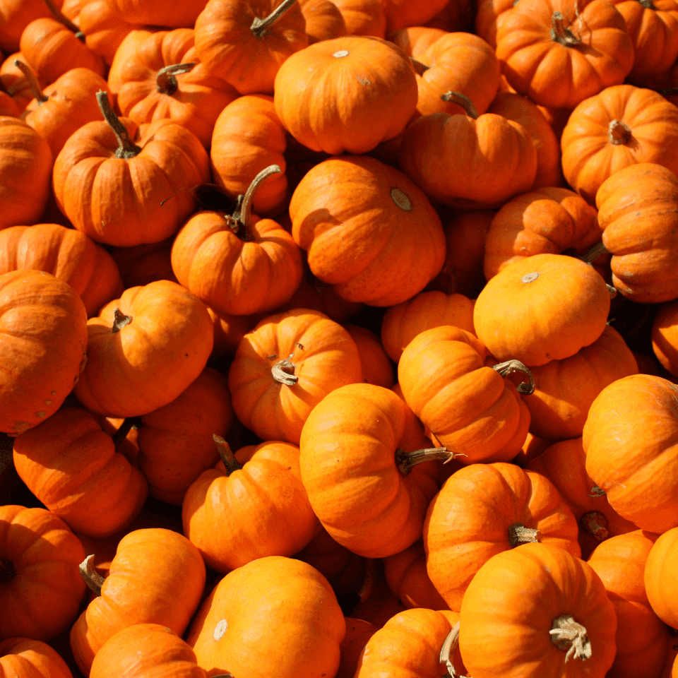 Pumpkin Sada Bahar Seeds