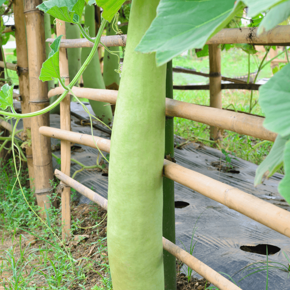 Long melon Durgesh Komal Seeds