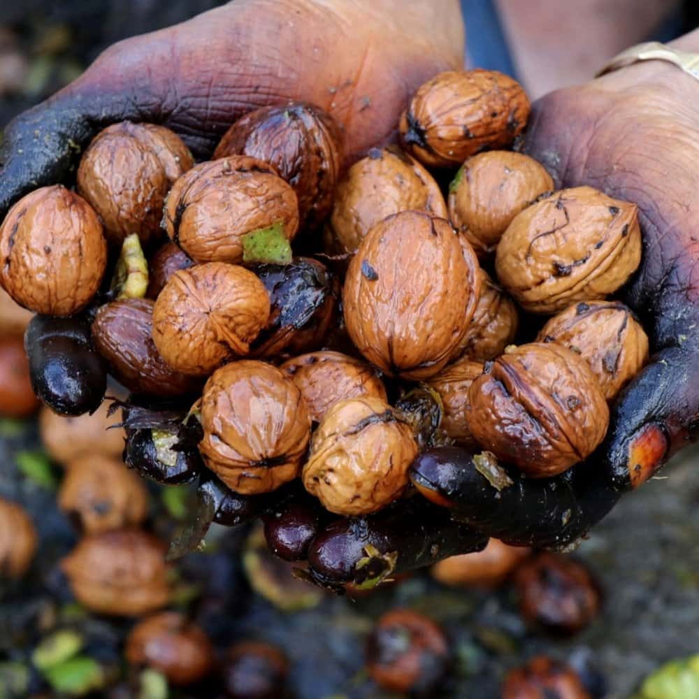 Himalayan Walnut Seeds (Juglans regia)