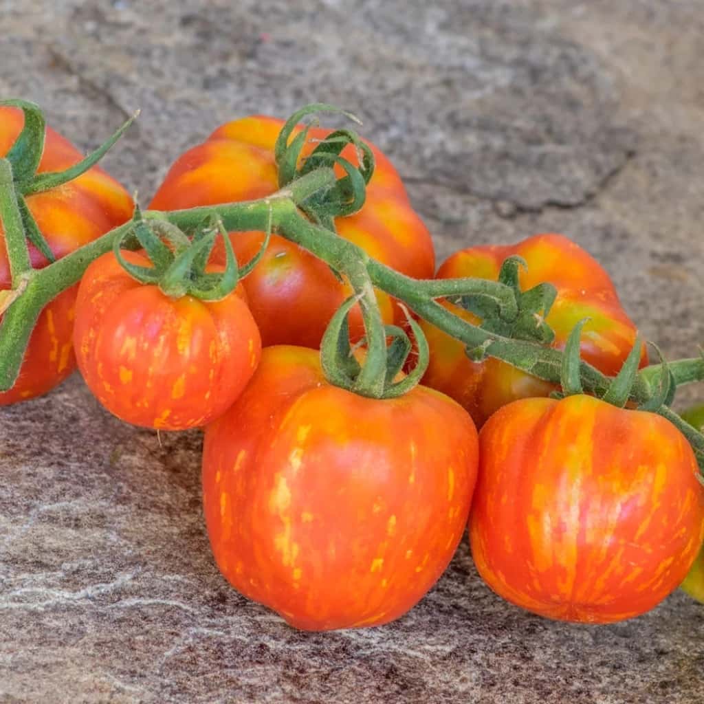 Tomato Striped Stuffer Seeds