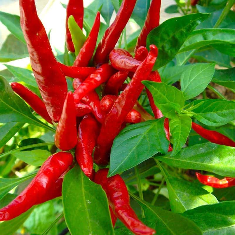 Hot pepper Thai dragon Seeds