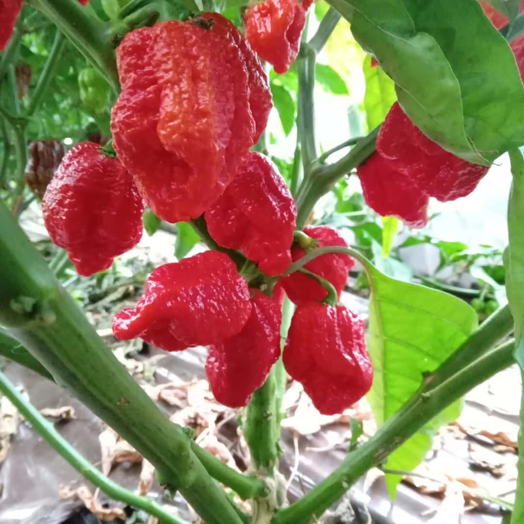 Hot pepper 7 Pot congo giant red Seeds