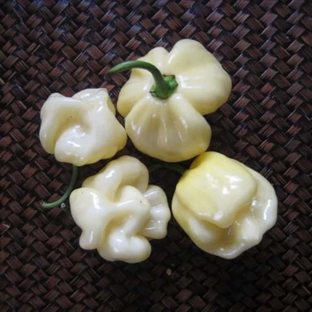 Hot pepper 7 Pot white Seeds