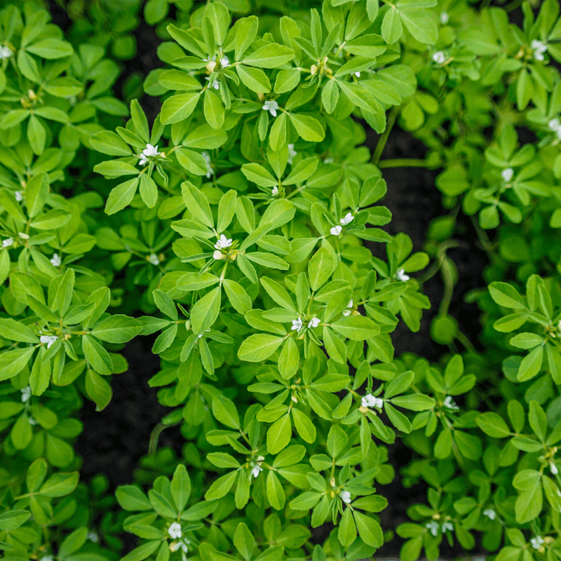 Fenugreek Seeds