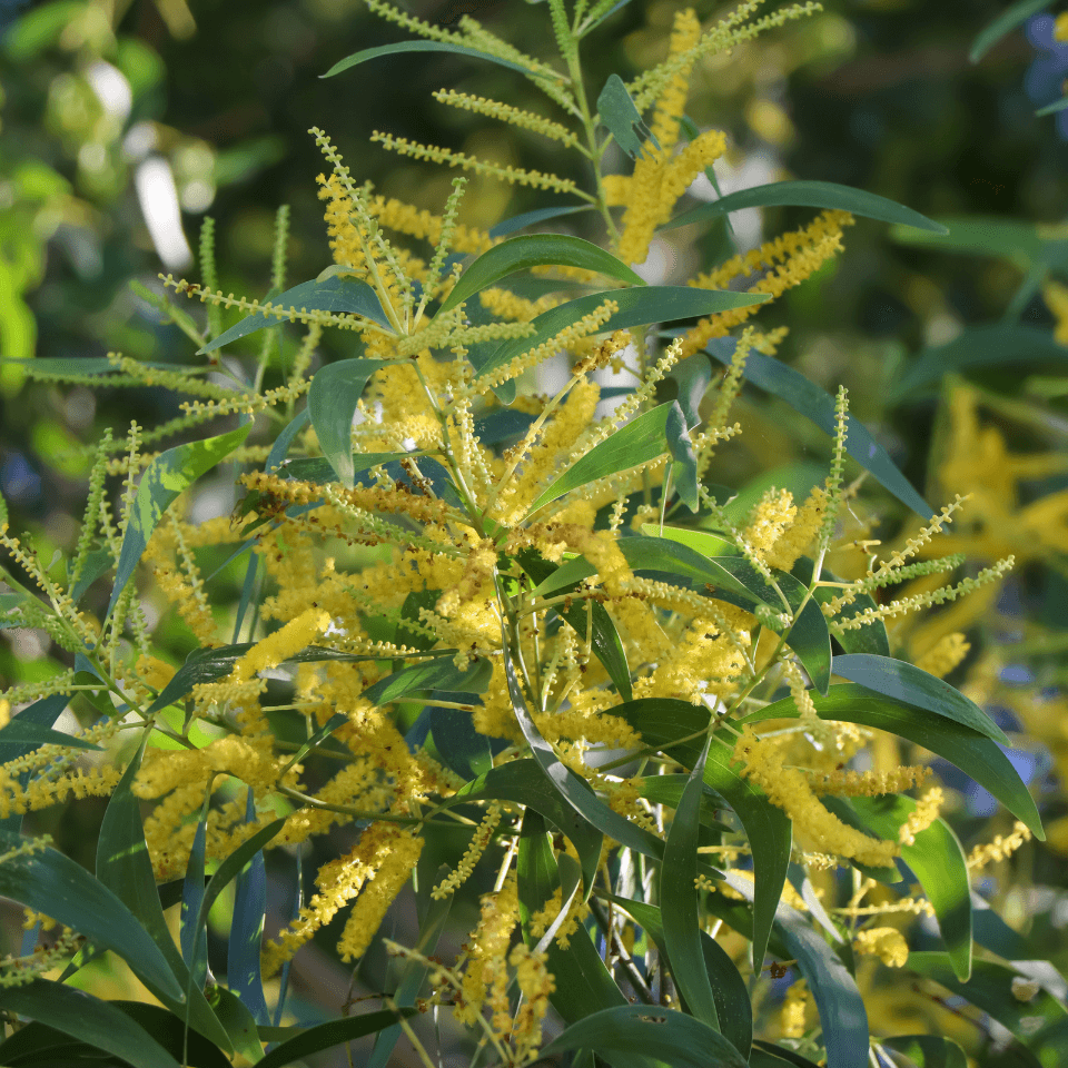Acacia Auriculiformis, Earleaf acacia Seeds