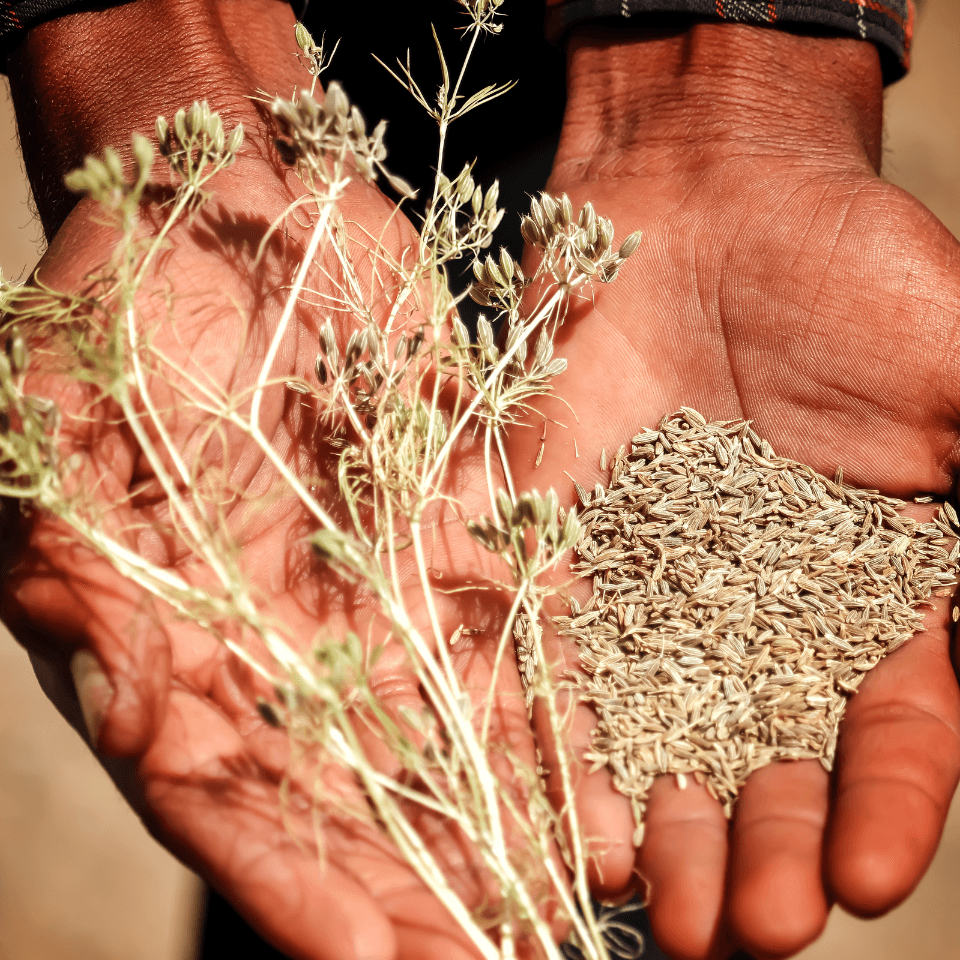 Jeera, Cumin Seeds