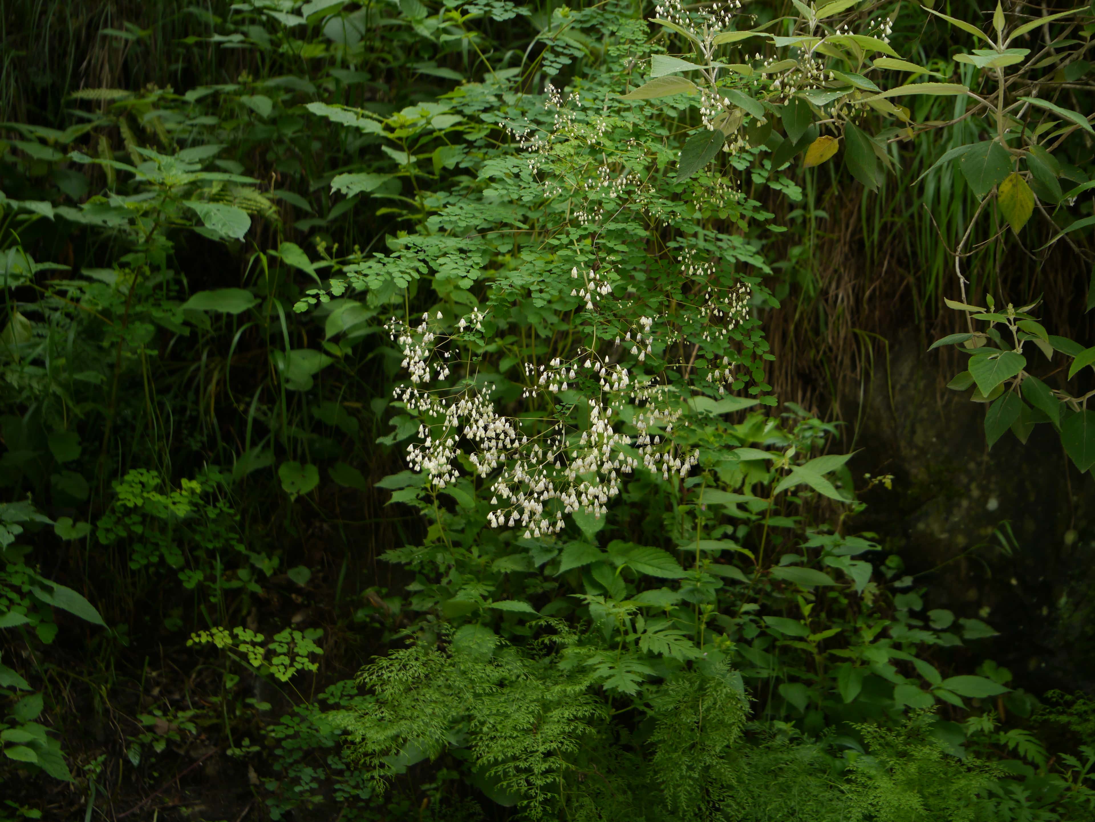 Thalictrum foliolosum, Mamera Seeds