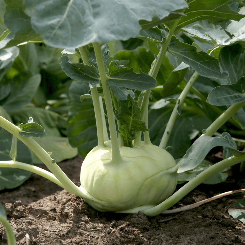 Kohlrabi knol khol Seeds