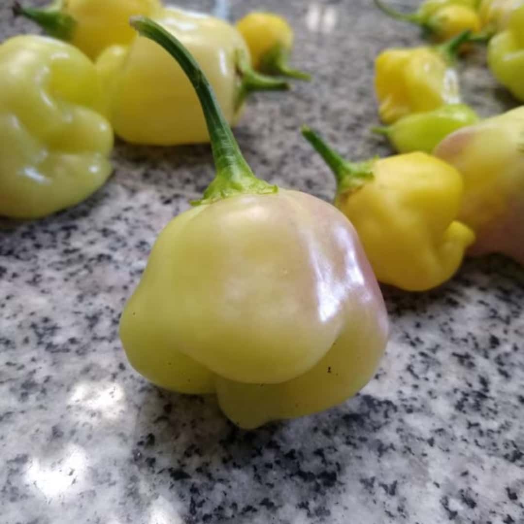 Hot pepper Sugar rush cream Seeds