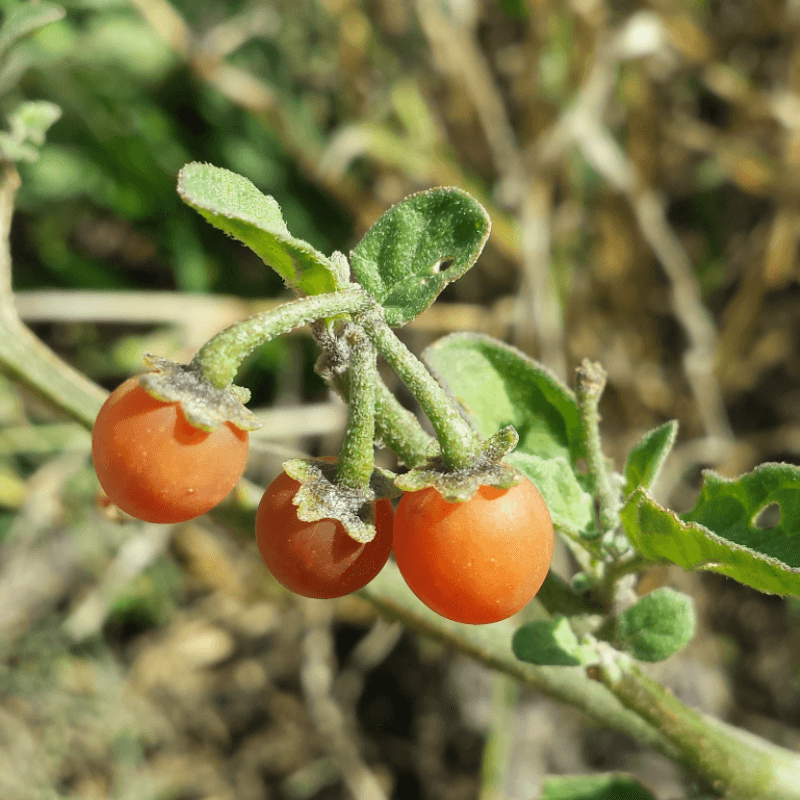 Hairy nightshade, woolly nightshade Seeds