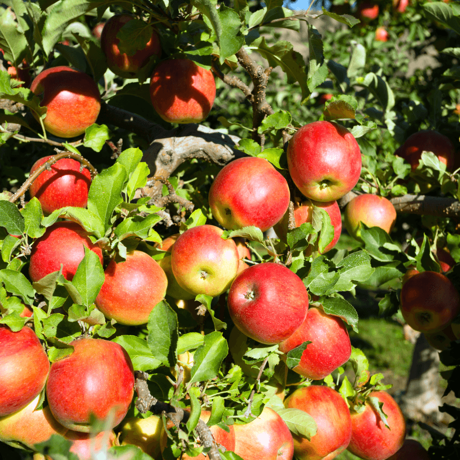 Pink apple Gala Seeds