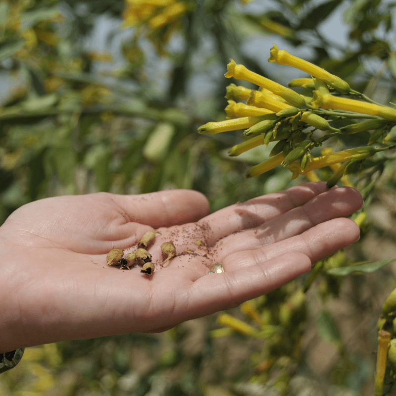 Black mustard Seeds