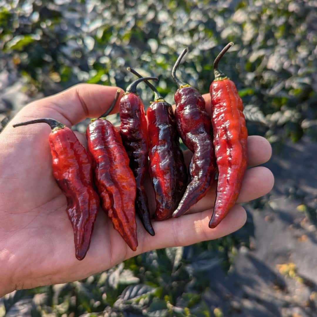Hot pepper Blood Ghost – Texas Seeds