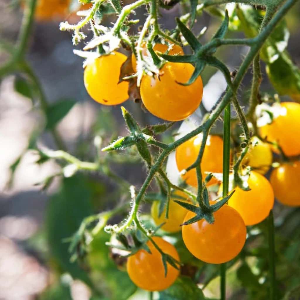 Tomato Coyote Seeds