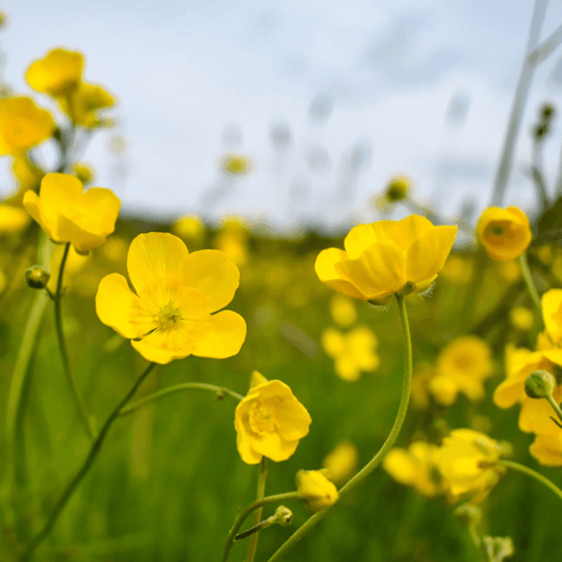 Chinese Buttercup, Hecatonia pilosa Seeds