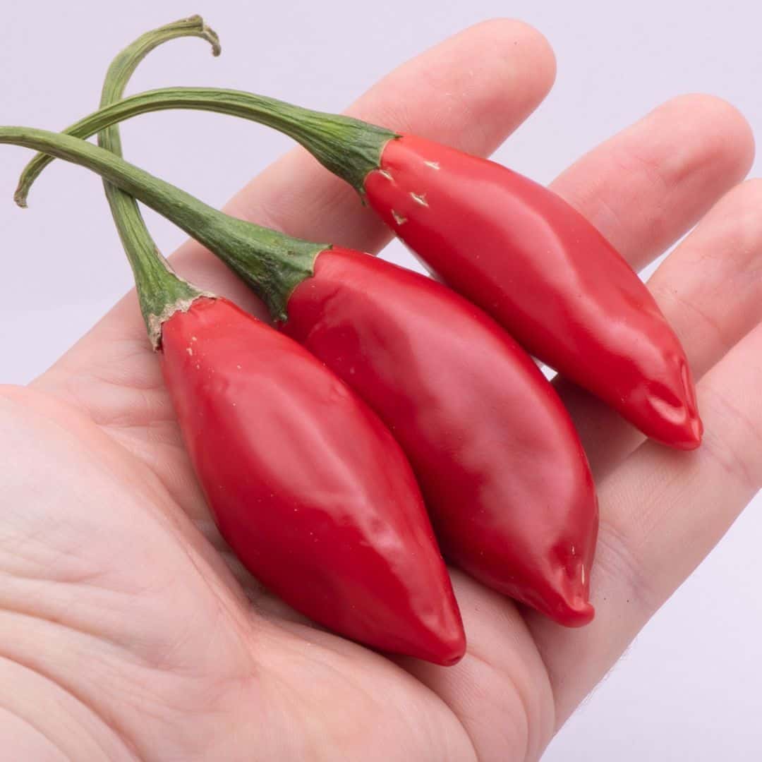 Hot pepper UM JI Put Seeds