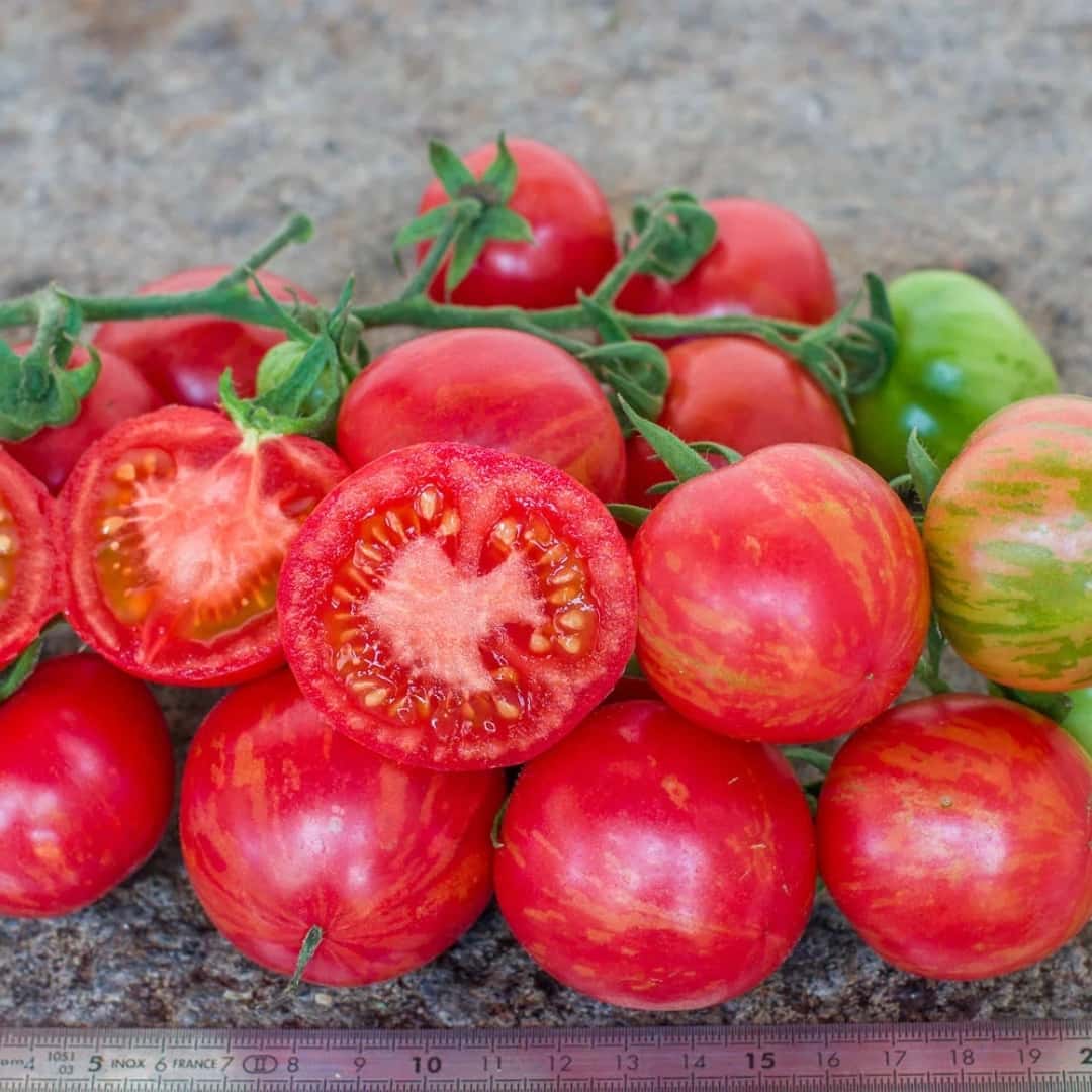 Tomato Strawberry tiger, Tigerella Seeds