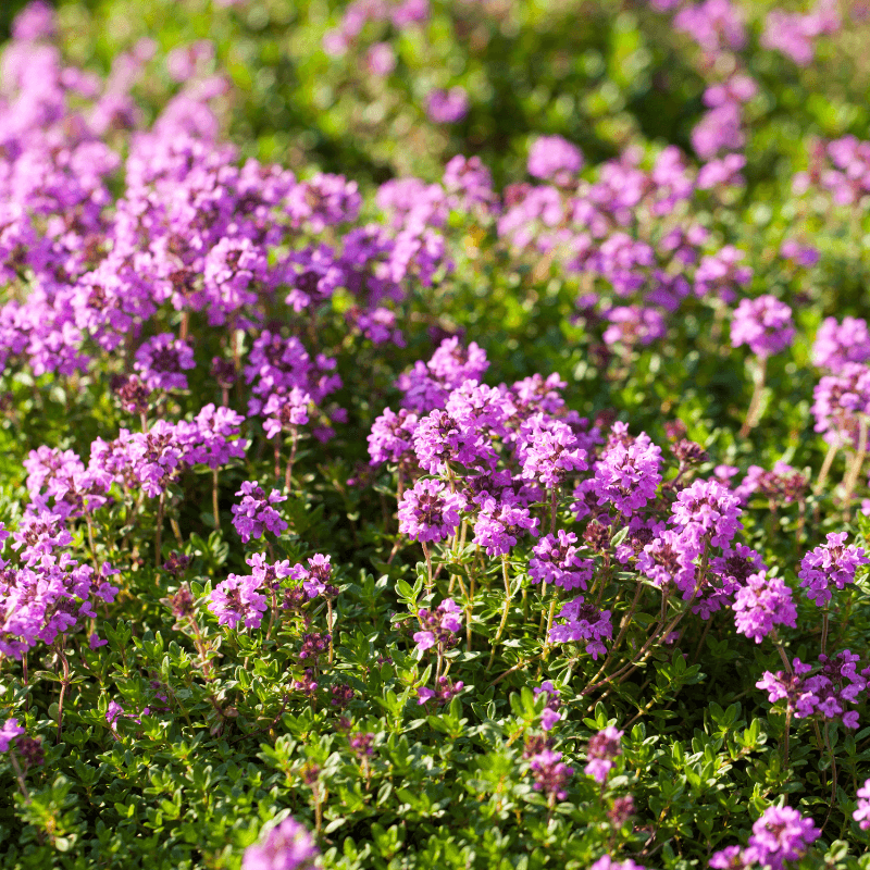 Thyme Seeds