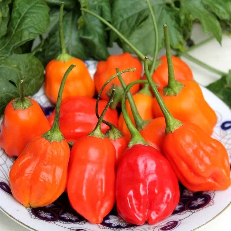 Hot pepper Rain Forest (Aji Rainforest) Seeds