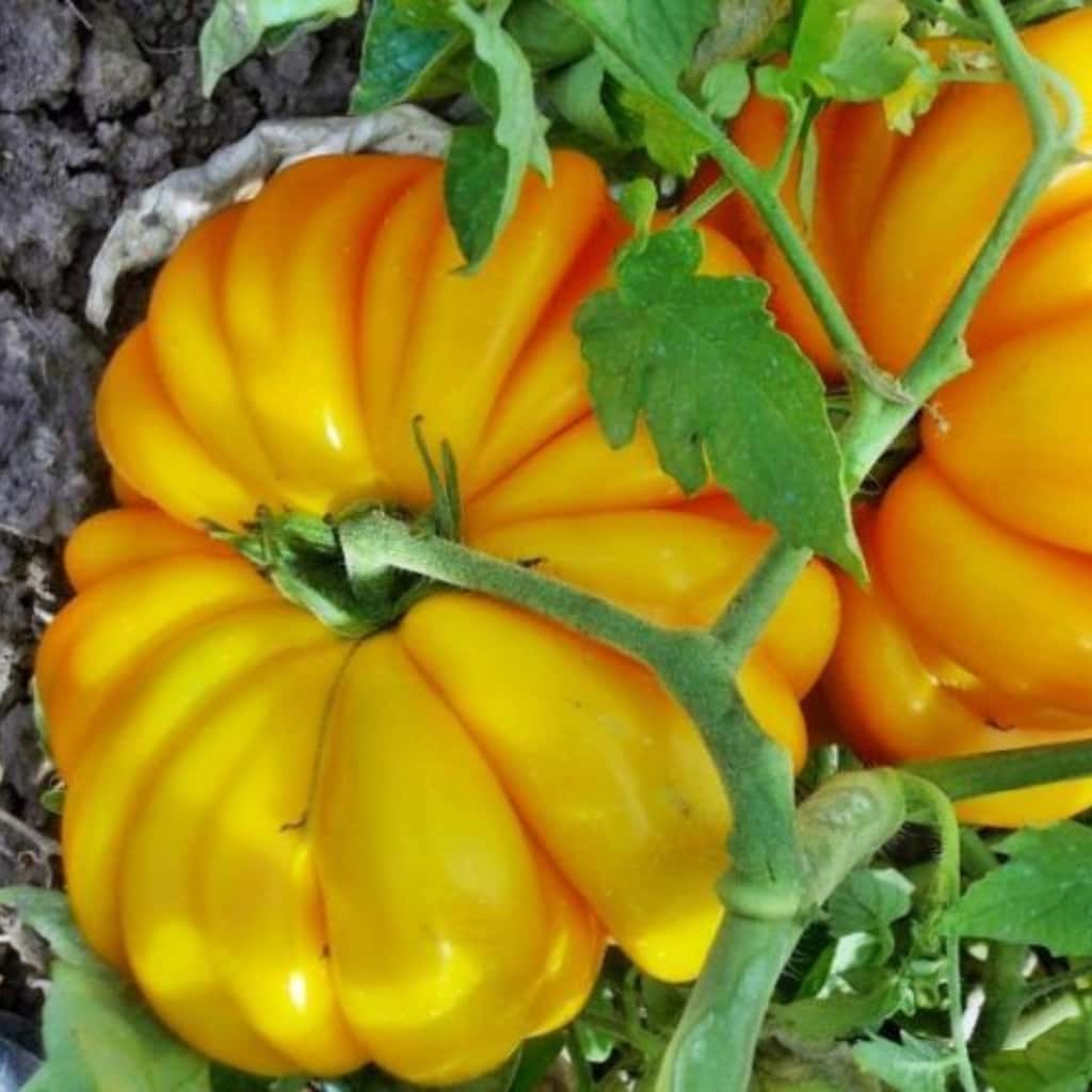 Tomato Ismail's Ribbed Seeds