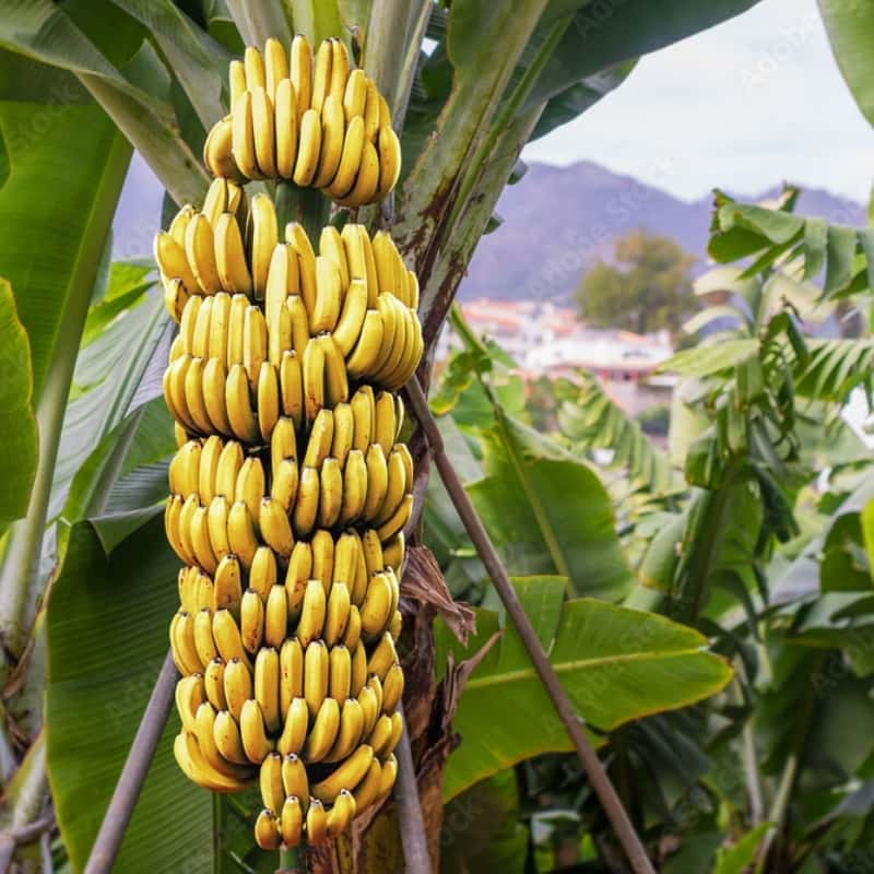 Banana Seeds