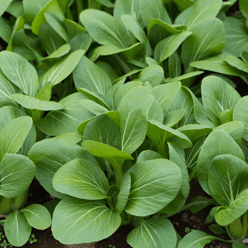 Komatsuna baby leaf Seeds
