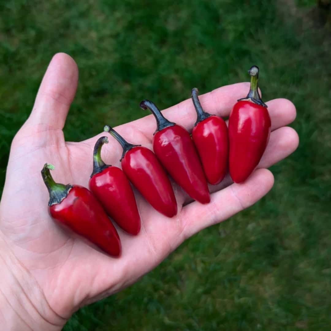 Hot pepper Count Dracula Seeds