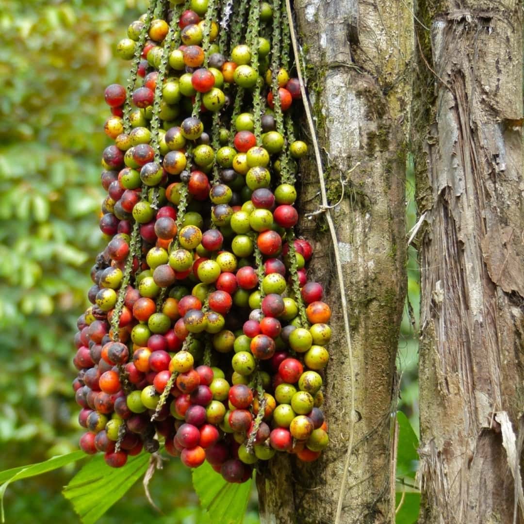 Clustering fishtail palm Seeds