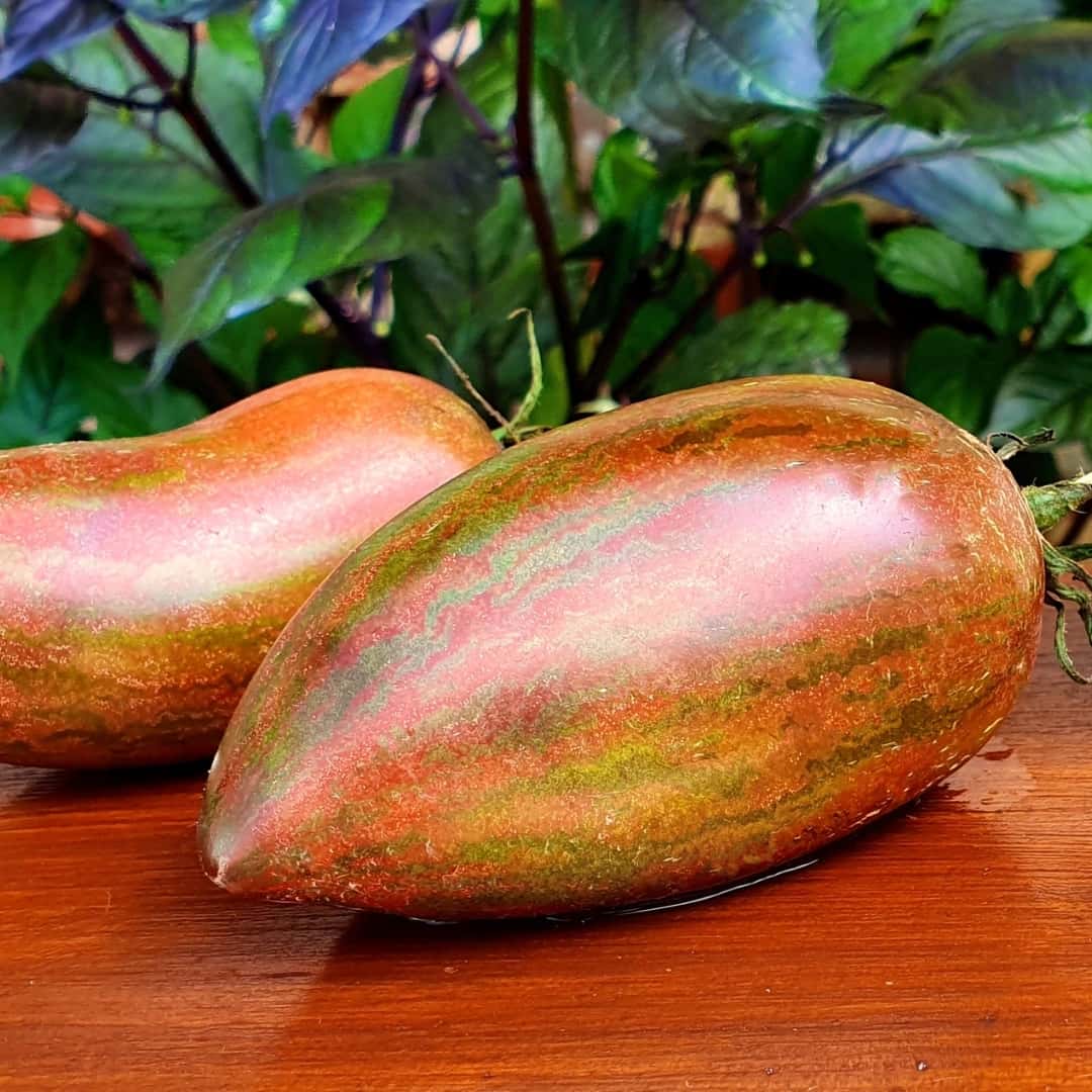 Tomato kozula 90 Seeds