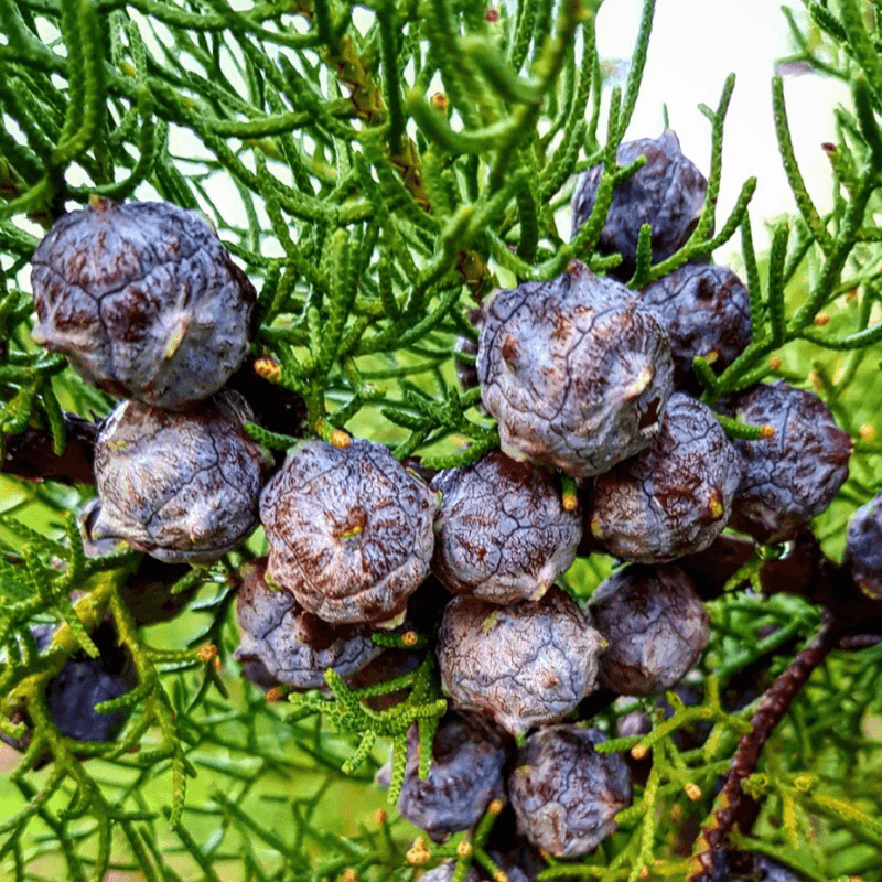 Coniferous Seeds seed collection