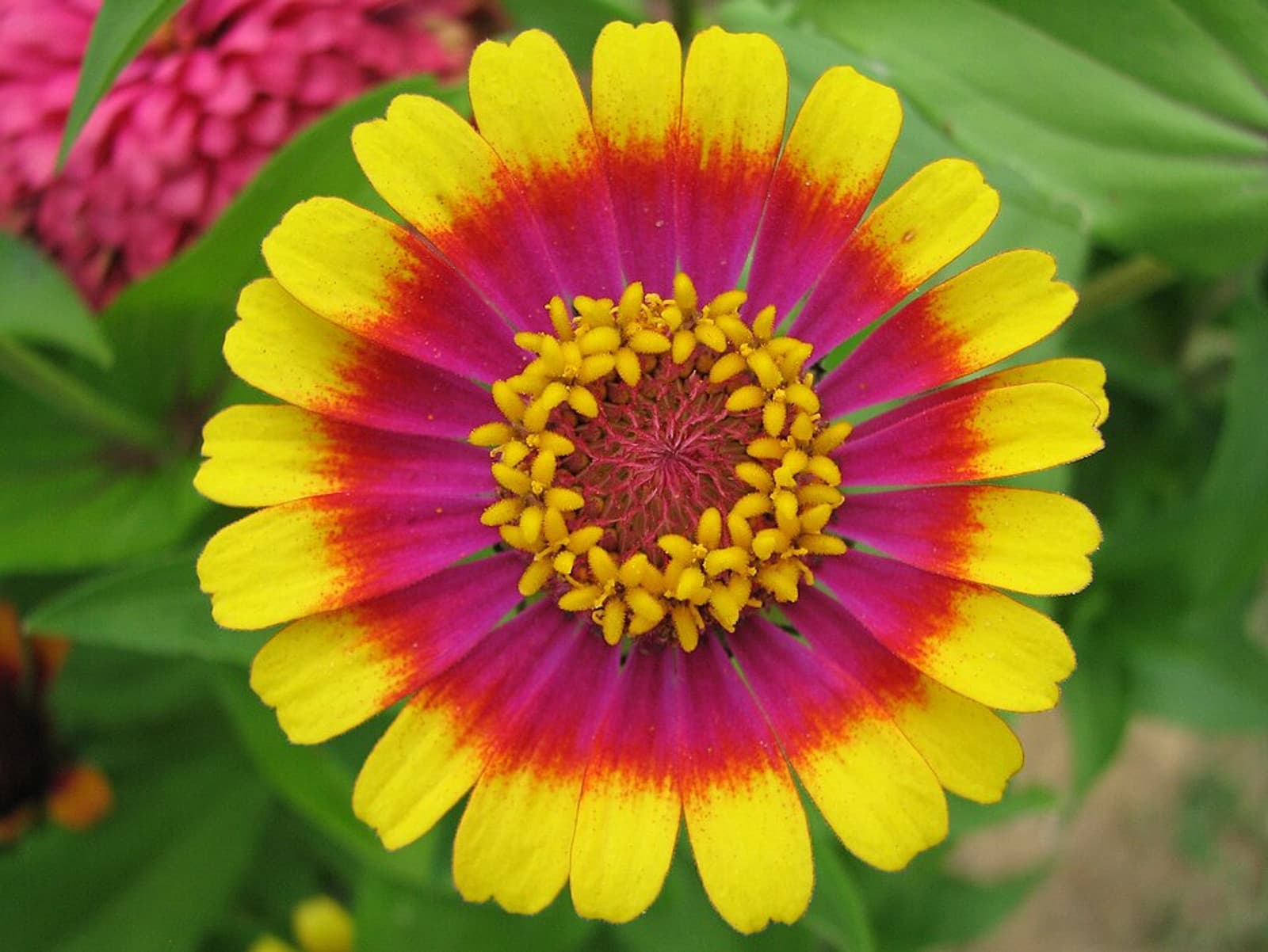 Reference image for Zinnia elegans