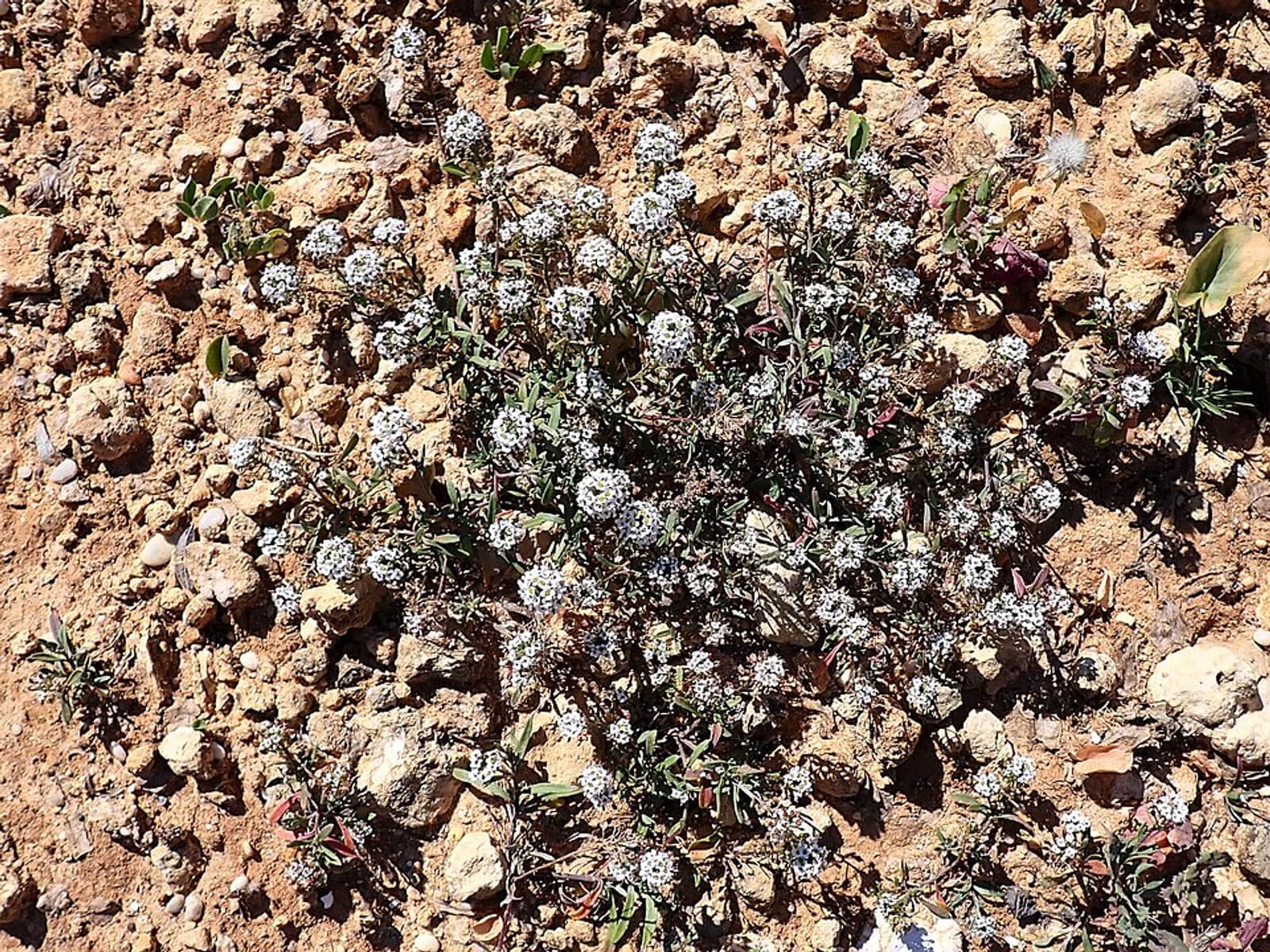 Reference image for Lobularia maritima