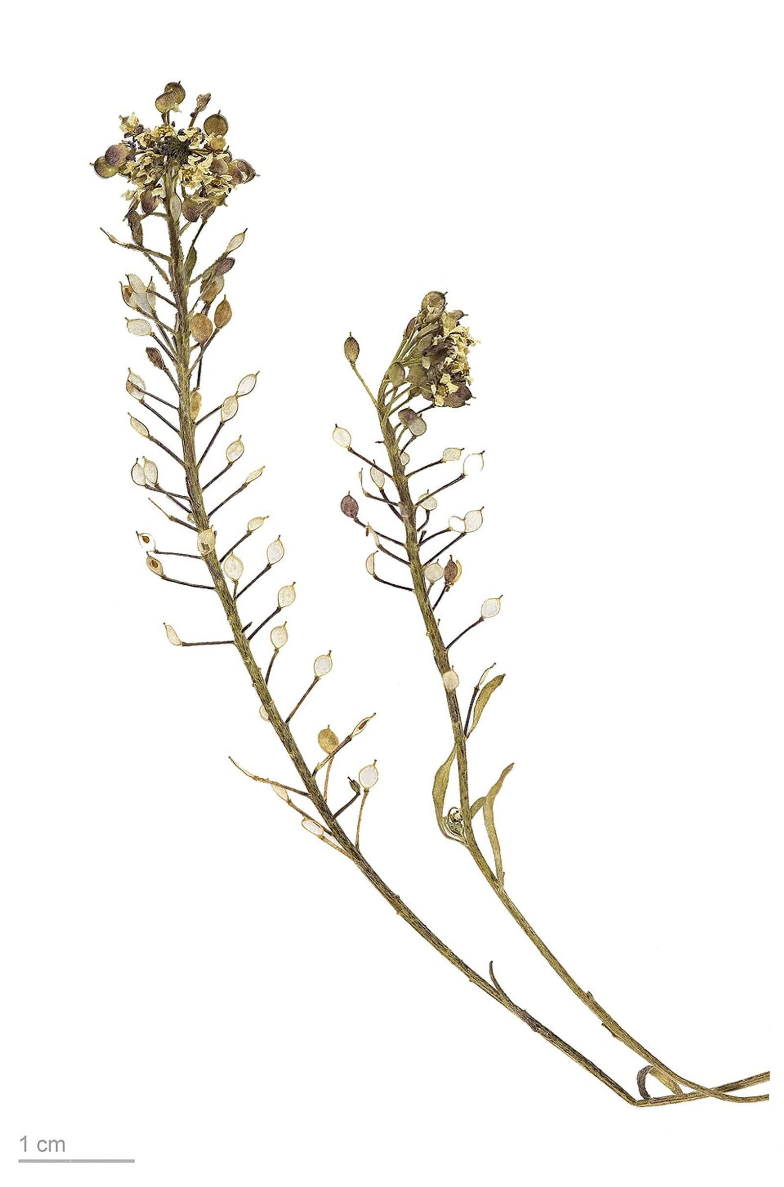Reference image for Lobularia maritima