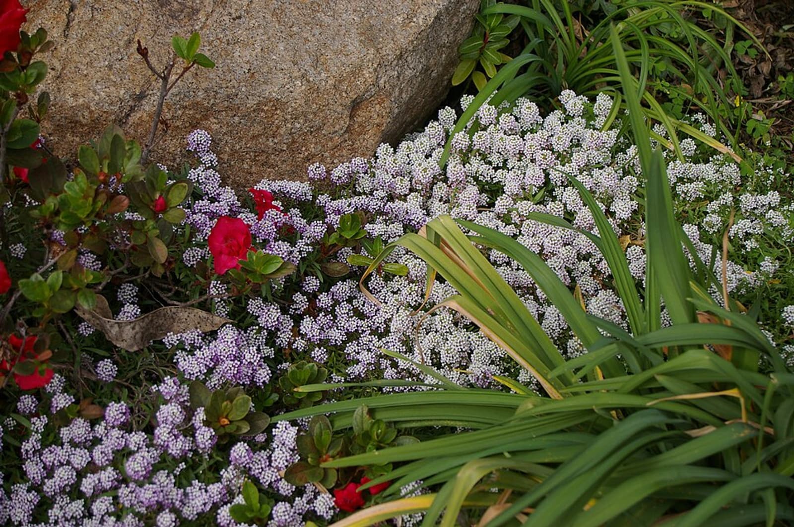 Reference image for Lobularia maritima