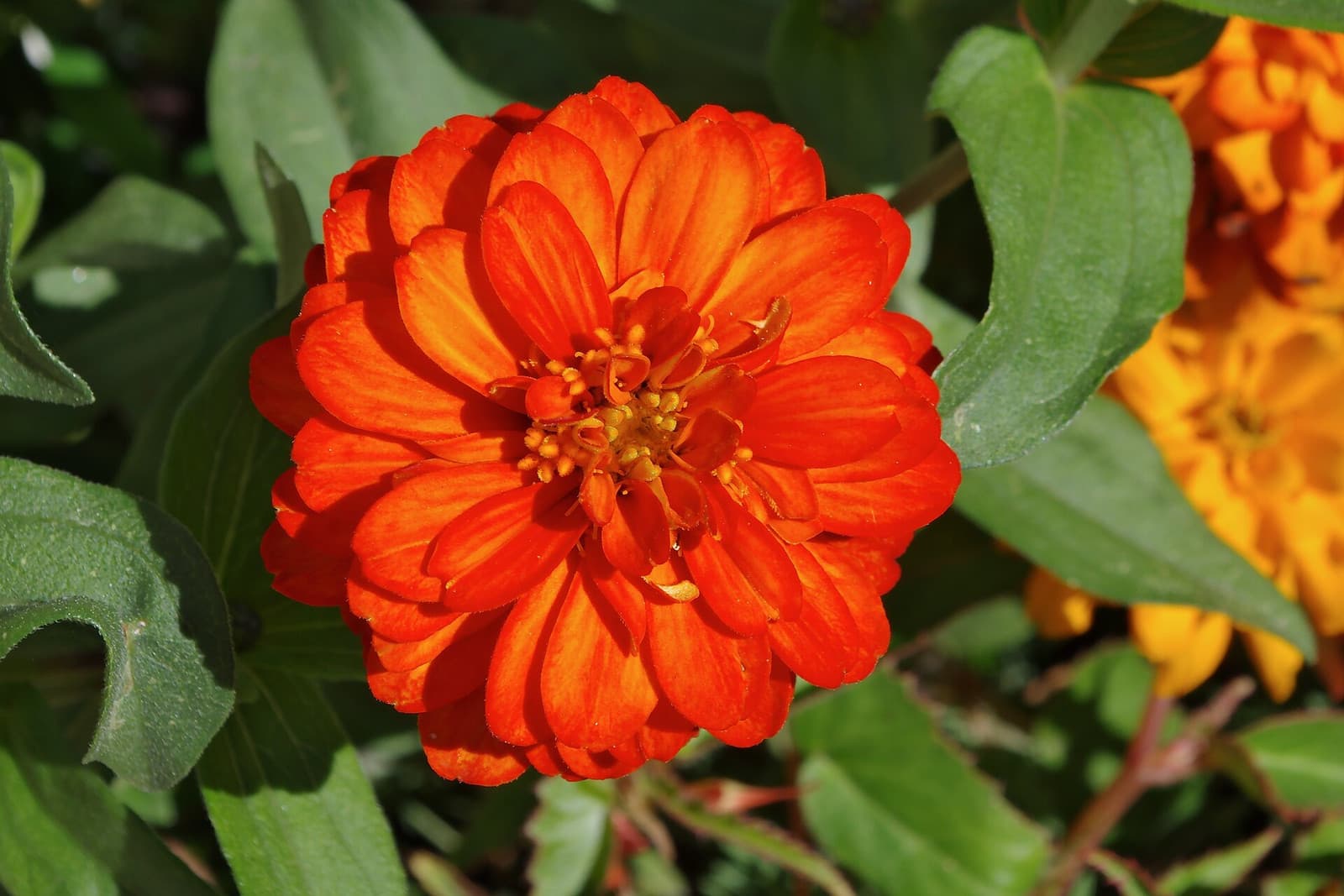 Reference image for Zinnia elegans