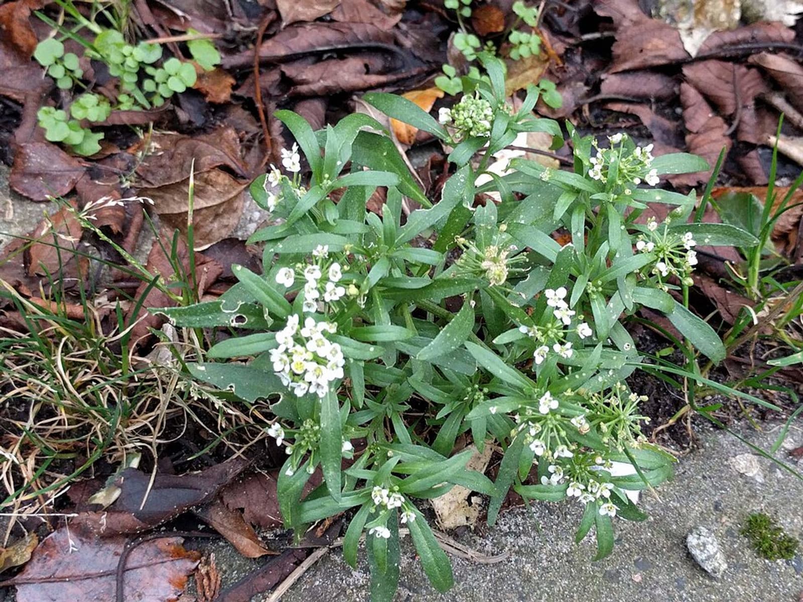Reference image for Lobularia maritima
