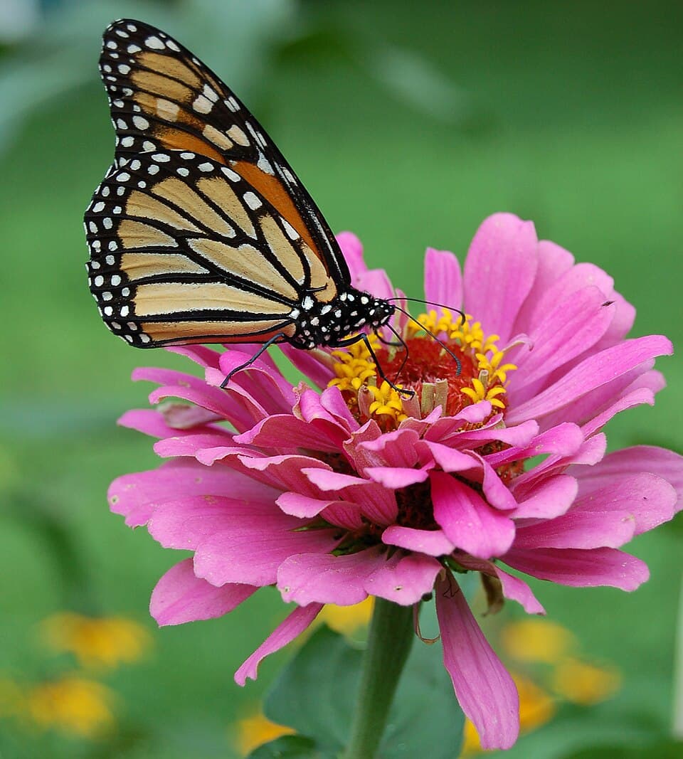 Reference image for Zinnia elegans