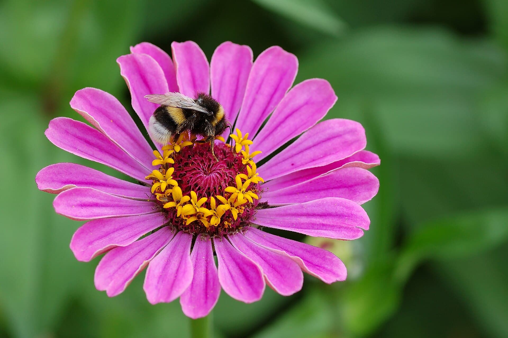 Reference image for Zinnia elegans