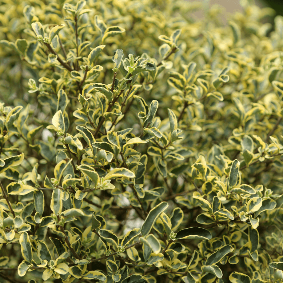 Legustrum seeds growing guide