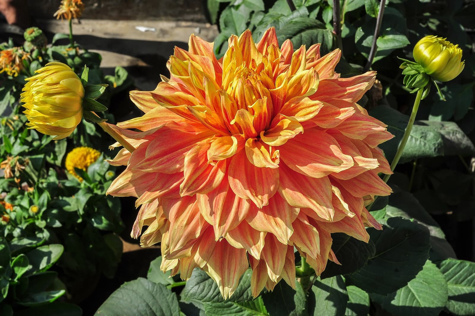 Reference image for Dahlia × hortensis